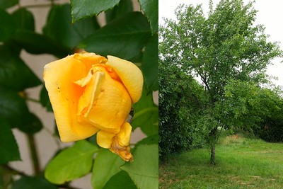 Arbre et rose