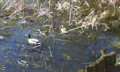 canards du parc