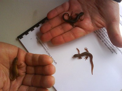 salamandres