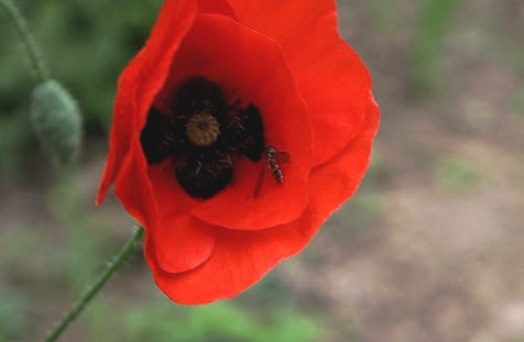 coquelicot
